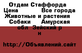 Отдам Стаффорда › Цена ­ 2 000 - Все города Животные и растения » Собаки   . Амурская обл.,Зейский р-н